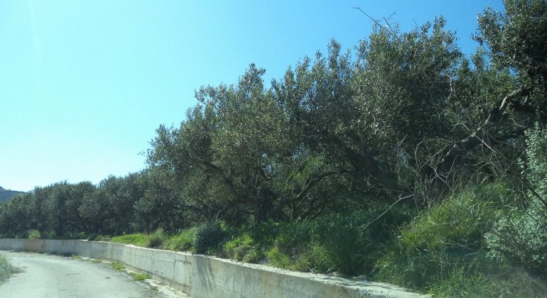 DSC00421