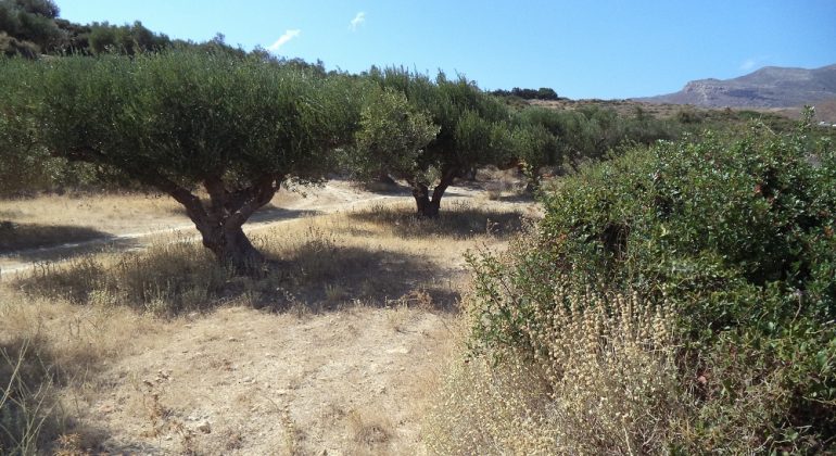 DSC00990